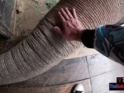 'Asian teen girlfriend rode on an Elephant before pushing back on his big dick'